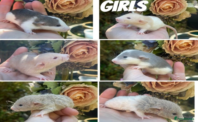 Rat rodents - Advert 7