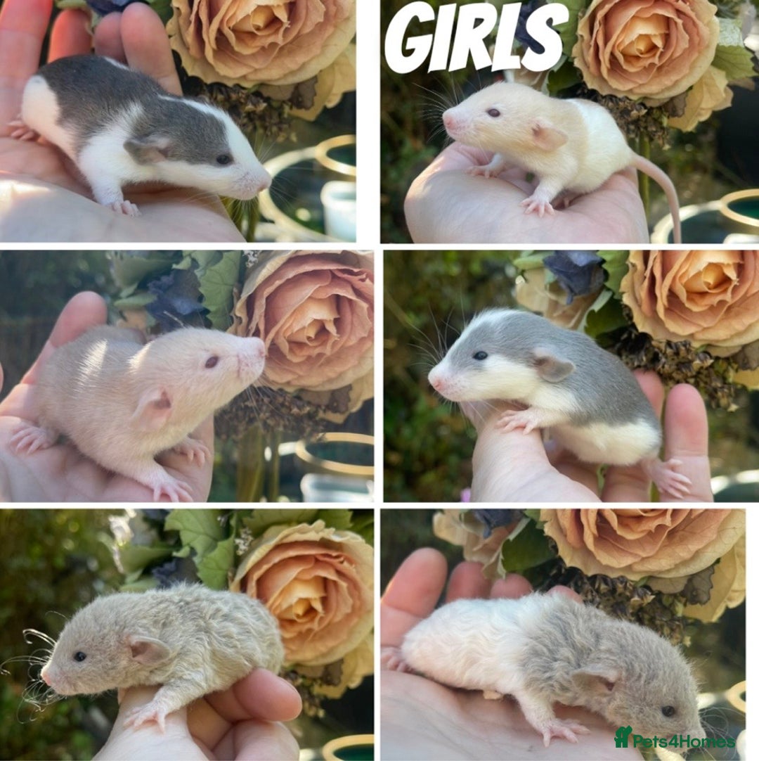Rat rodents for sale: Gorgeous Dumbo baby rats! - Image 1