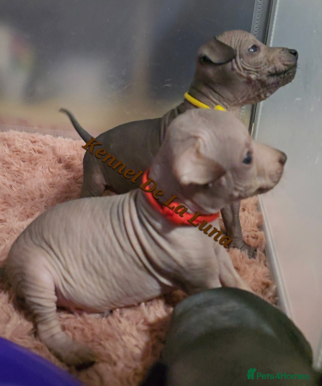 Mexican Hairless dogs for sale: Kc registered Xoloitzcuintle miniature puppies  - Advert 24