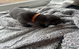 Cane Corso dogs for sale: Cane corsos puppies  - Advert 23