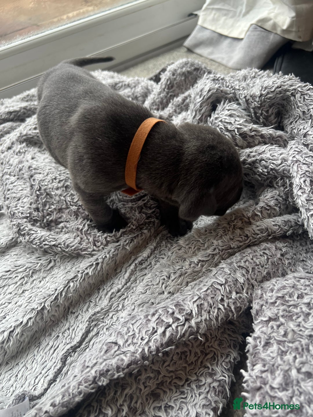Cane Corso dogs for sale: Cane corsos puppies  - Advert 23