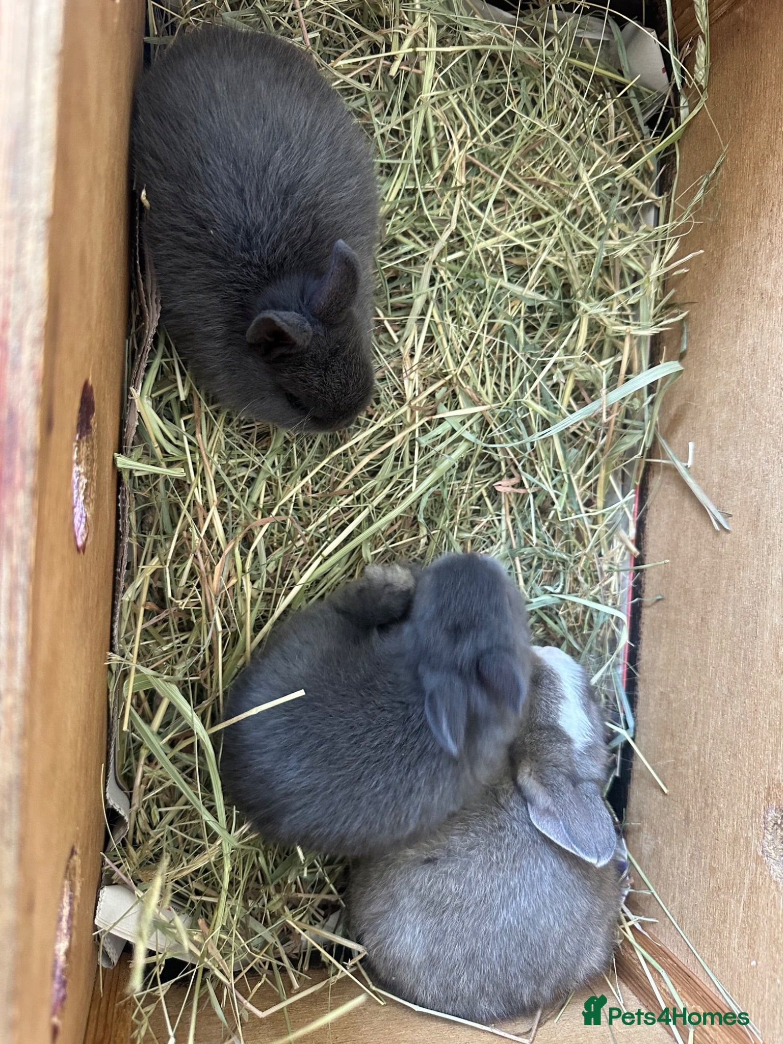 Netherland Dwarf rabbits Lovely Netherlands dwarf baby rabbits. - Advert 2