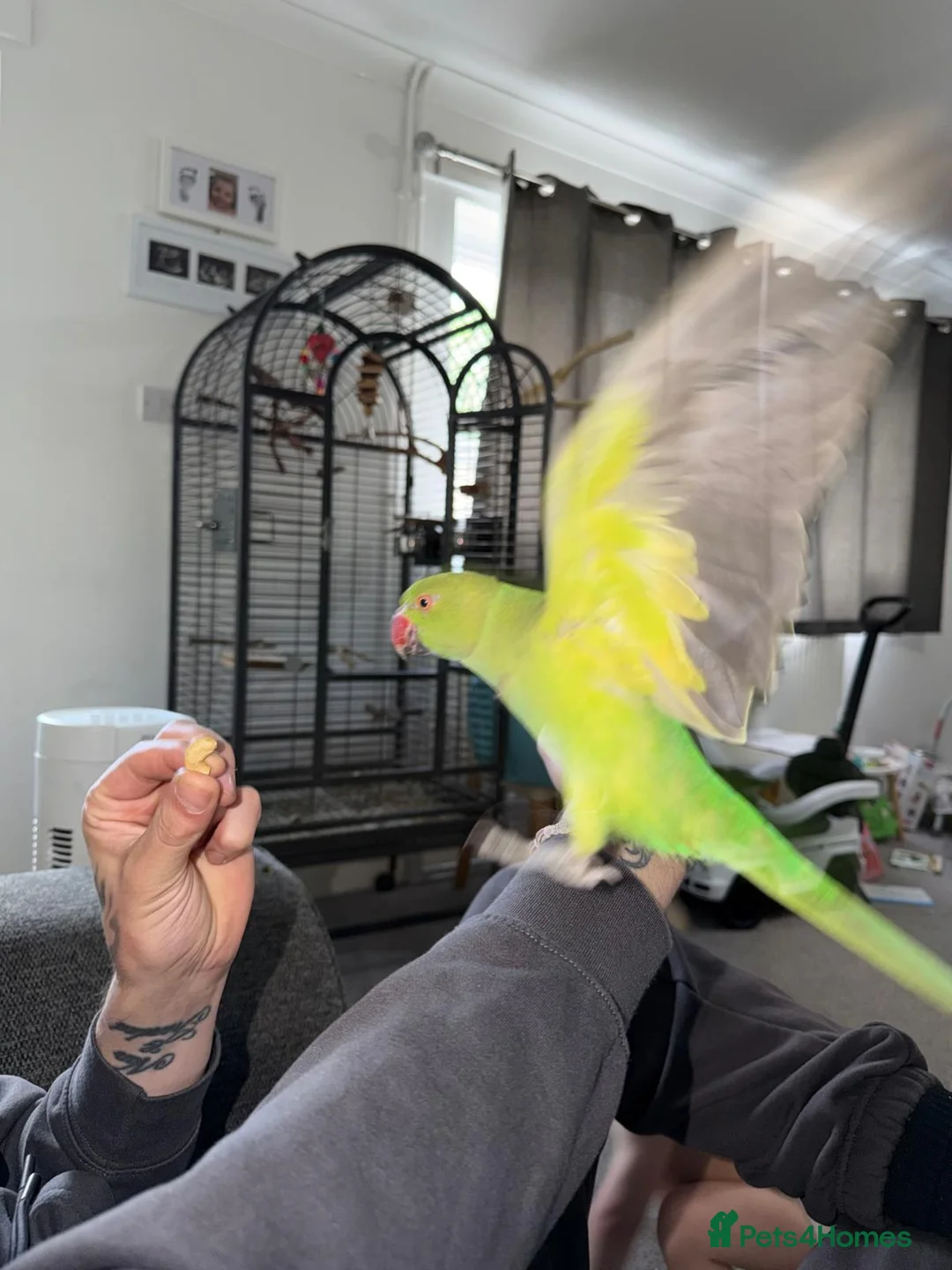 Ringnecks birds for sale: Indian ringneck - Advert 1