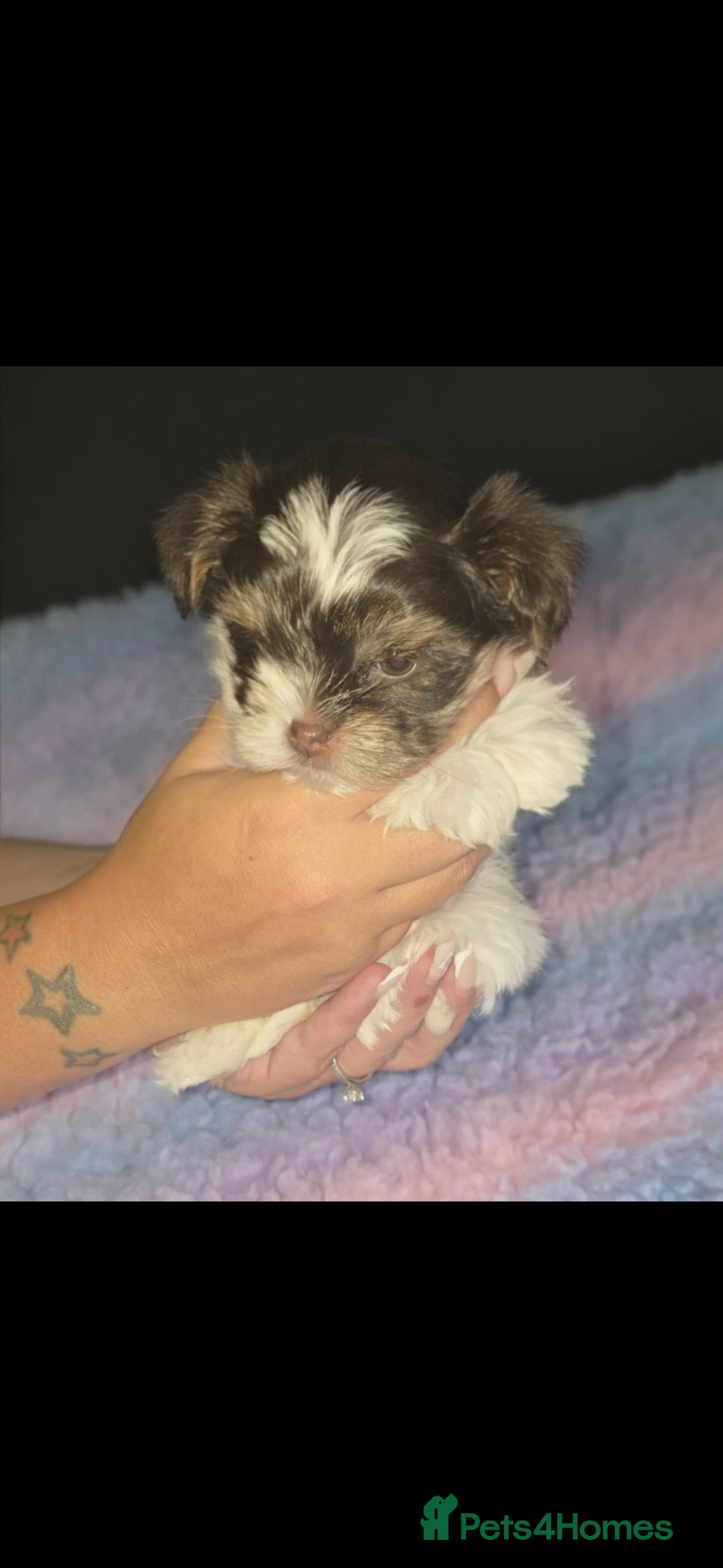 Biewer Terrier dogs for sale: Yorkshire  Biewer biro terrier puppies  - Image 2