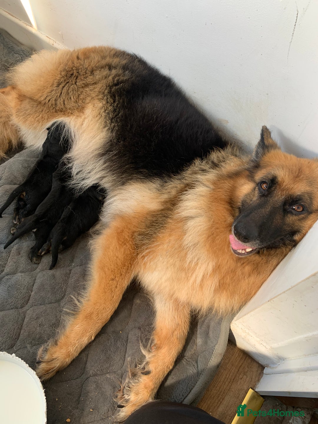 German Shepherd dogs for sale: Long-Medium hair pure bred German Shepherds 🇩🇪 - Image 8