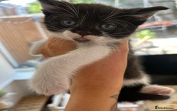 Mixed Breed cats for sale: Pretty fluffy little kittens  - Image 3
