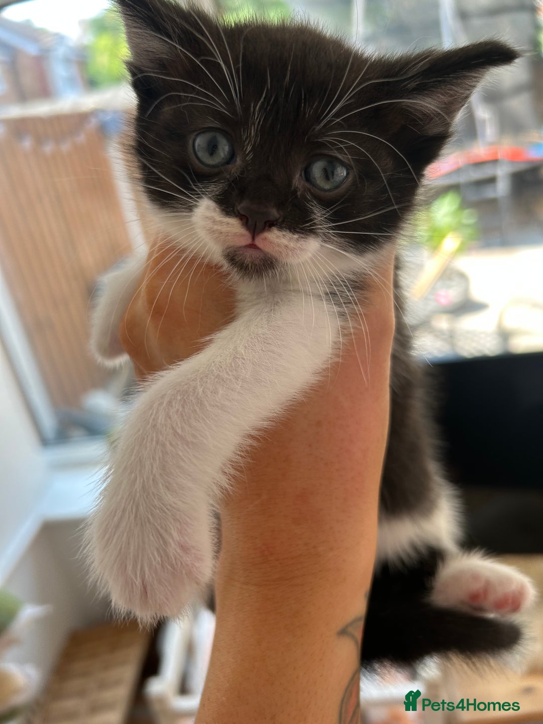 Mixed Breed cats for sale: Pretty fluffy little kittens  - Image 3