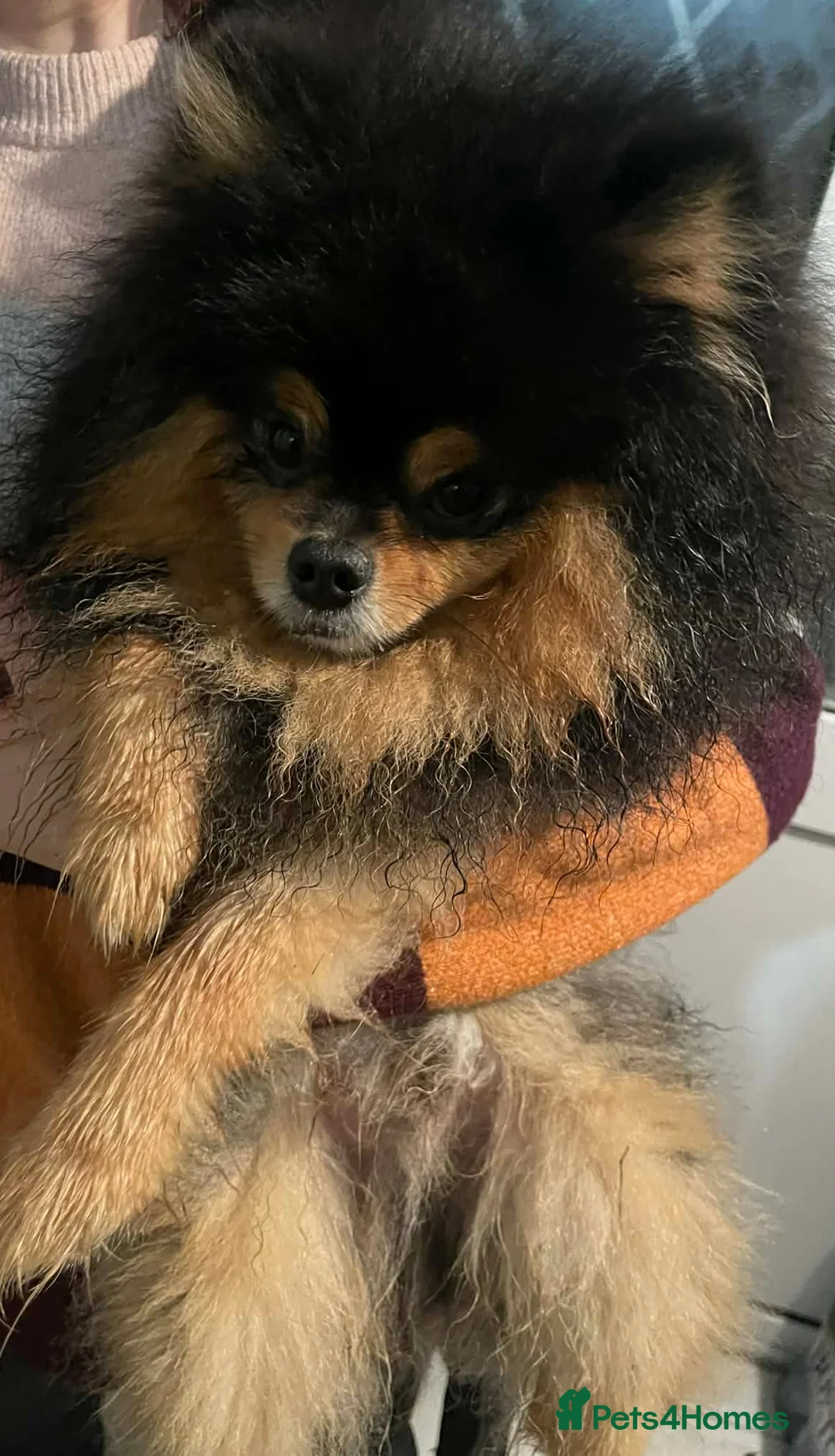 Pomeranian dogs for sale: ⭐️Rare teddy bear Pomeranian ⭐️ - Advert 12