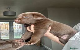 Mixed Breed dogs for sale: Chocolate Shepradors - Image 23