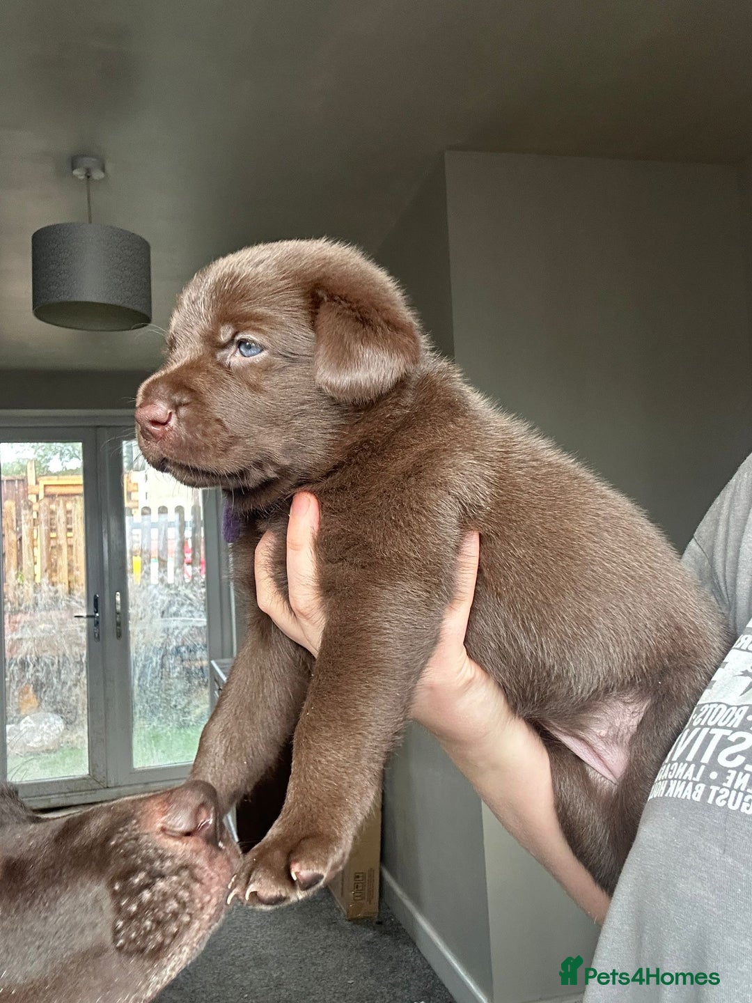 Mixed Breed dogs for sale: Chocolate Shepradors - Image 23