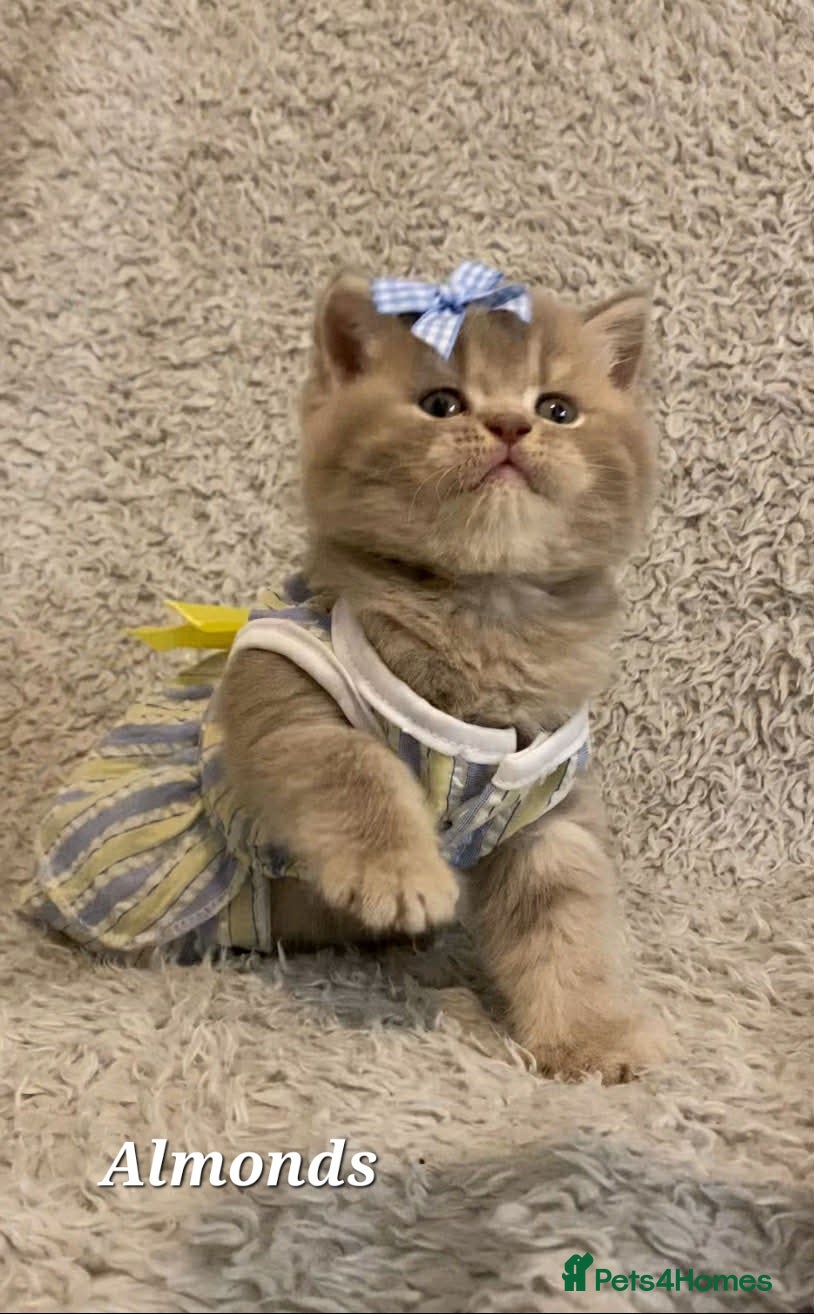 British Shorthair cats Little princess (British Shorthair) - Advert 1