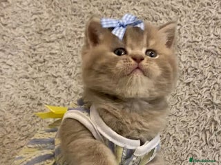 British Shorthair cats Little princess (British Shorthair) - Advert 16