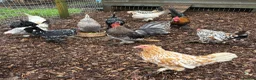 Chickens poultry for sale: Sablepoot Hatching Eggs Mixed Colours - Advert 5