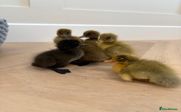 Ducks poultry in Chorley - Advert 13