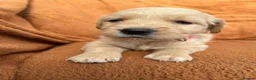 Golden Retriever dogs for sale: Kennel Club Registered Golden Retriever Puppies  - Advert 3