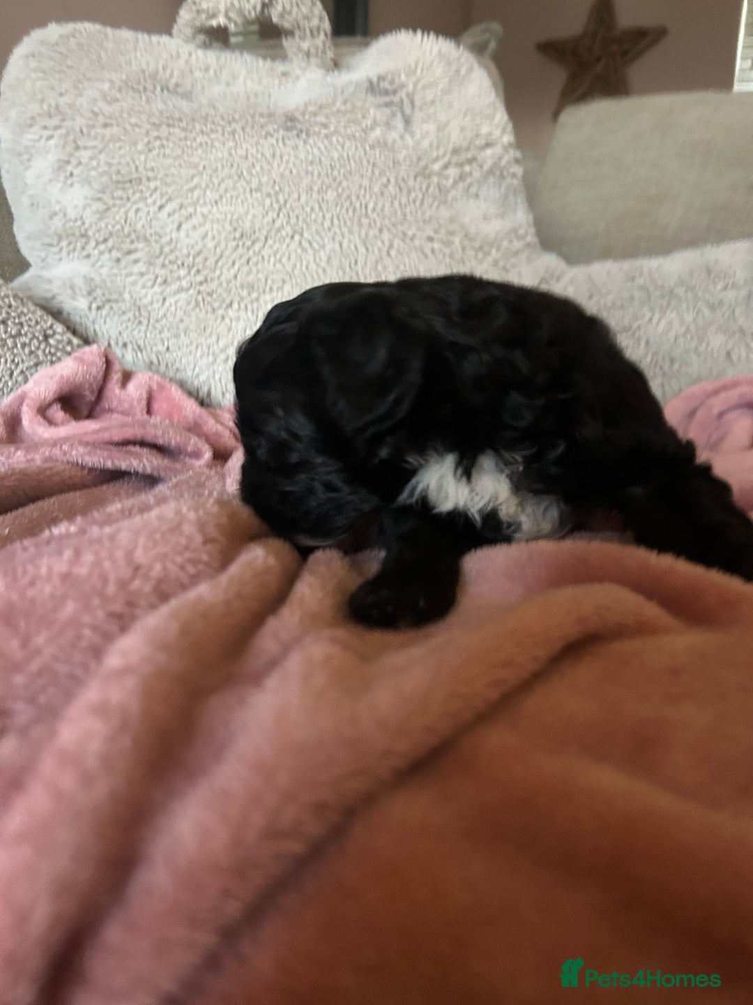 Maltipoo dogs for sale: Stunning maltipoos  - Advert 15