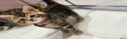 Mixed Breed cats for sale: Kittens For sale - Advert 3