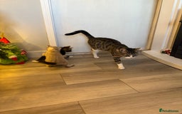 British Shorthair cats for sale: Kittens for sale  - Advert 4