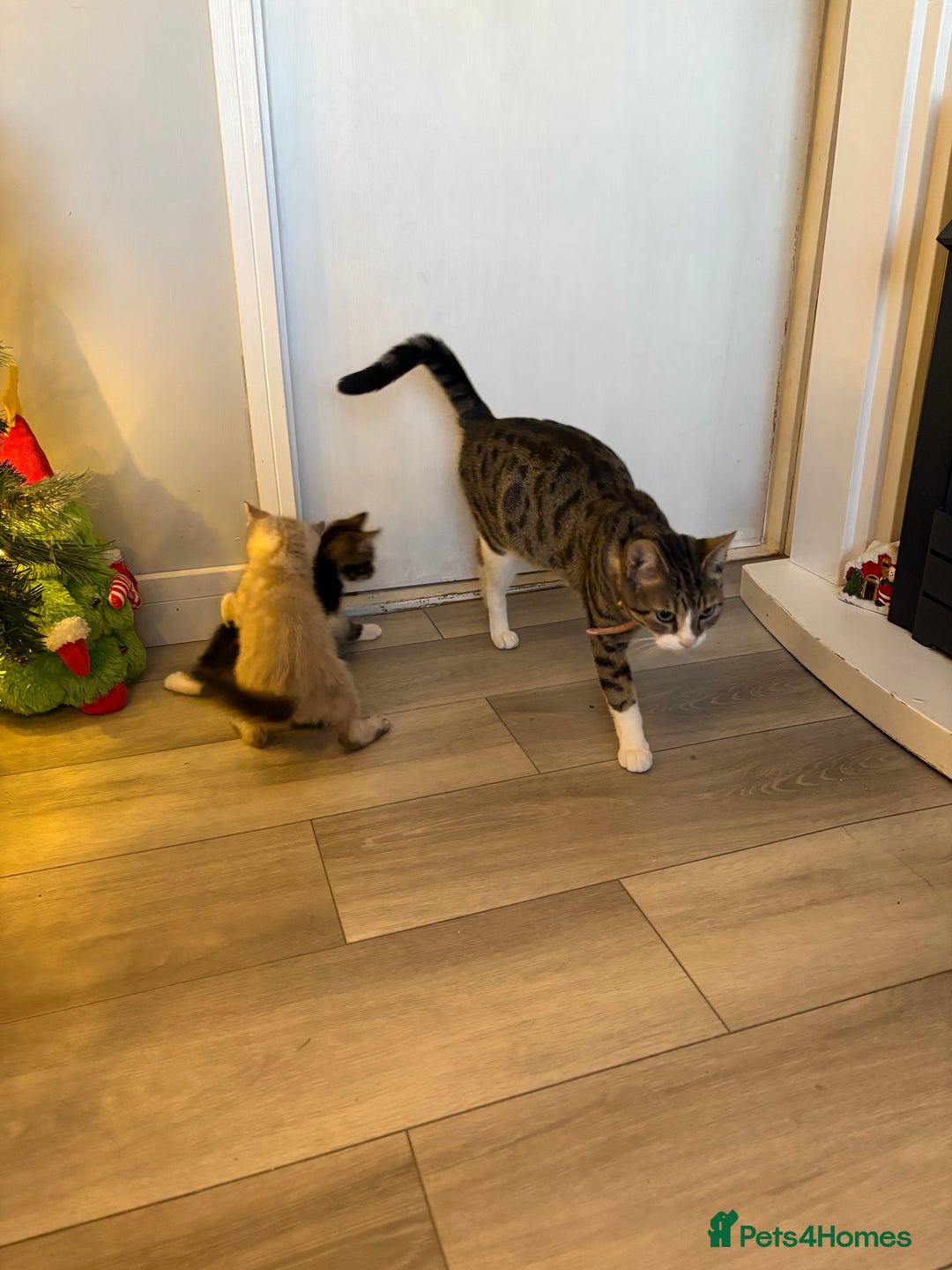 British Shorthair cats for sale: Kittens for sale  - Advert 4