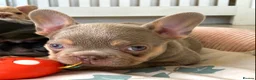 French Bulldog dogs for sale: TOP QUALITY FRENCH BULLDOG PUPPIES  - Advert 11