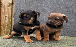 Jack Russell dogs for sale: 🔥Jack Russell Pups Available🔥 - Image 4