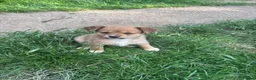 Mixed Breed dogs for sale: Gorgeous, sociable, home bred pups  in Manchester - Advert 6