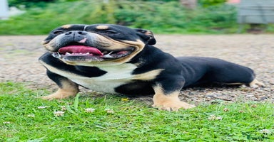 American Bully dogs - Advert 12