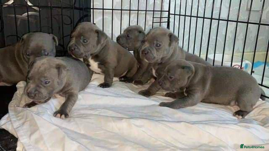 Staffordshire Bull Terrier dogs for sale: Staffordshire bullterrie puppies for sale  - Image 2