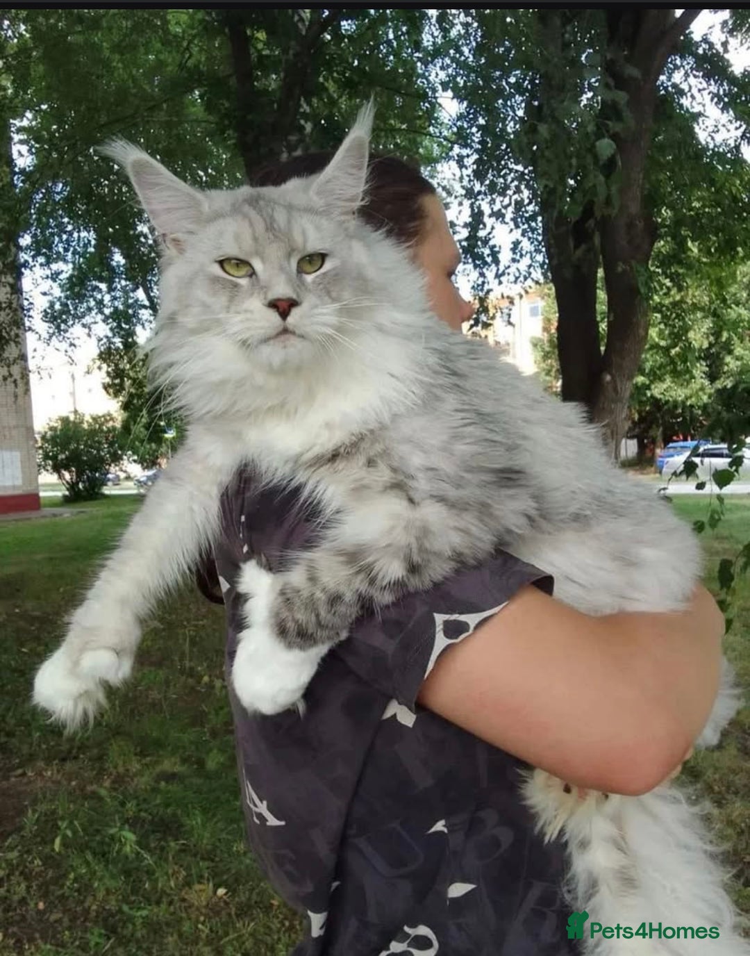 Maine Coon cats for sale: Maine Coon kitten  - Image 11