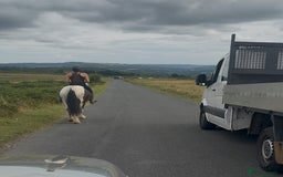 Irish Cob horses for sale: 14hh 6 year old gelding cob - Image 2