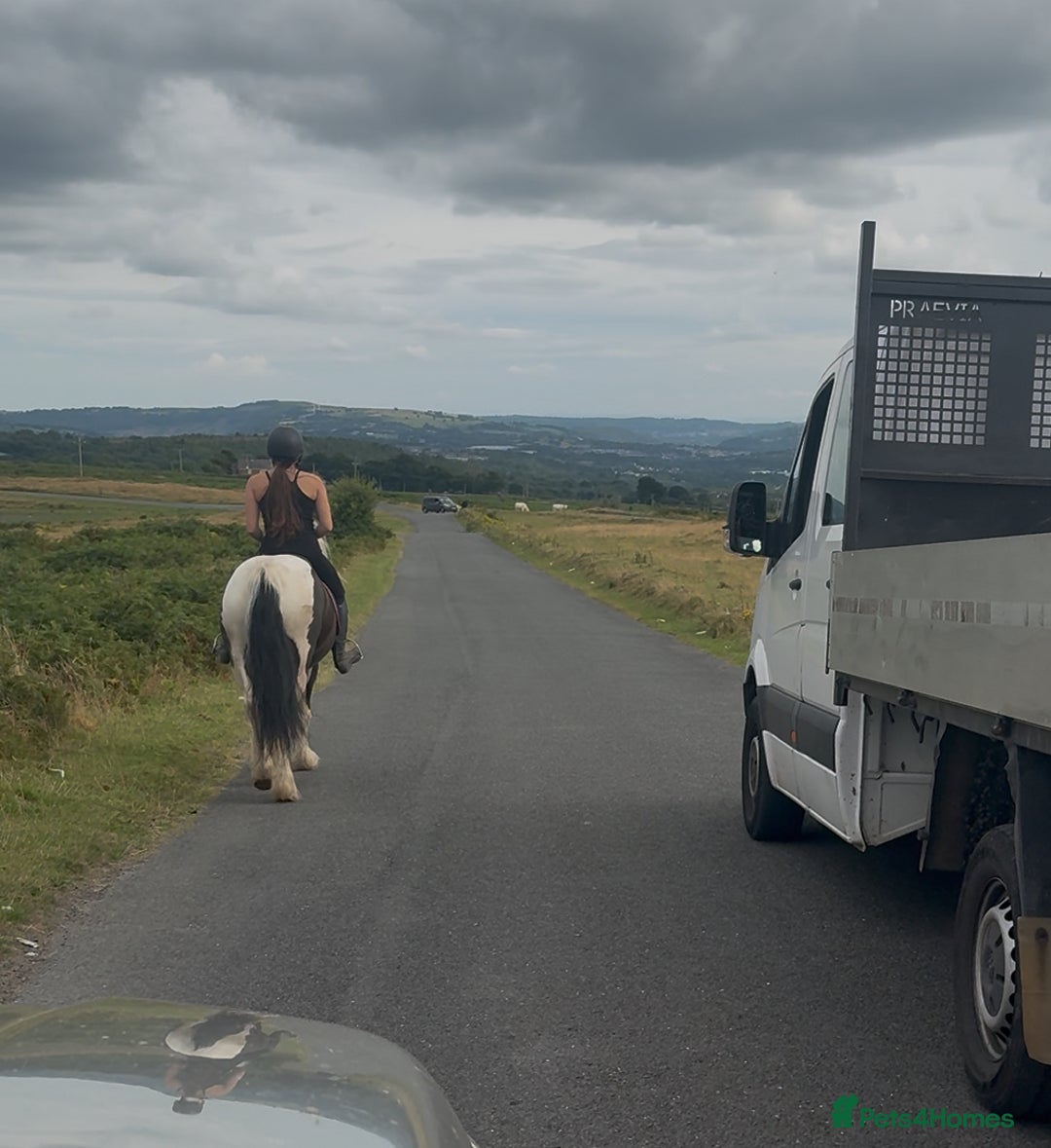 Irish Cob horses for sale: 14hh 6 year old gelding cob - Image 2