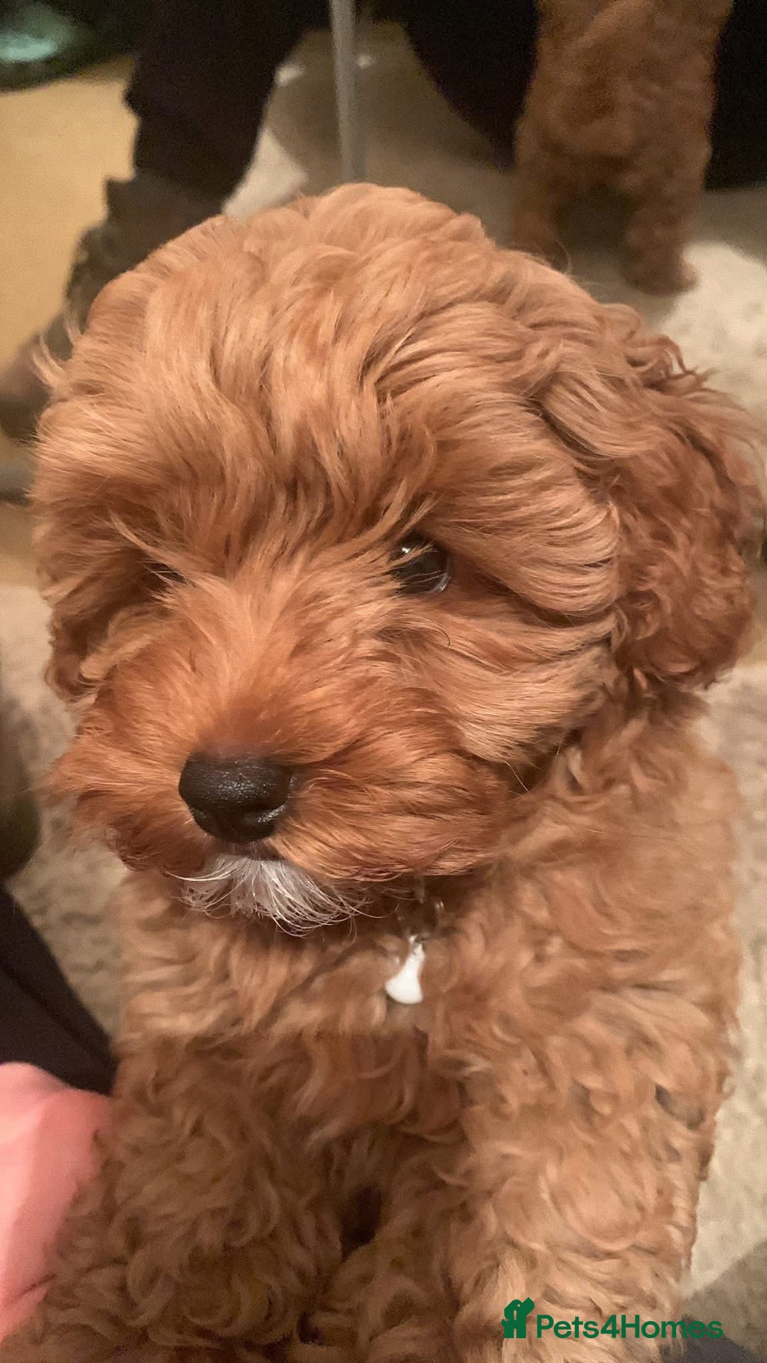 Maltese dogs for stud: KC Toy poodle stud fully health tested  - Advert 9