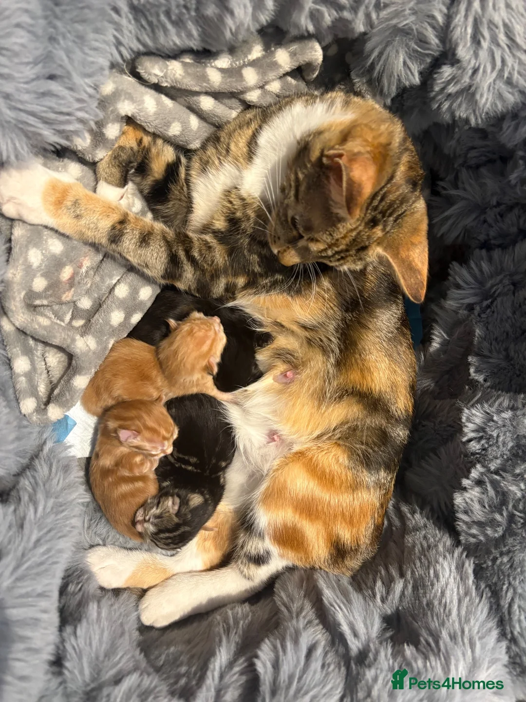 Mixed Breed cats for sale: Beautiful Kittens in Bilston - Advert 4