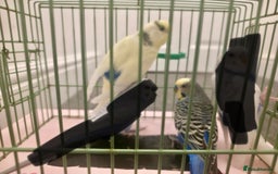 Budgerigars birds for sale: Adult budgies - Image 1