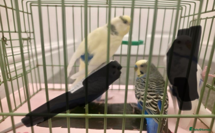 Budgerigars birds - Advert 5