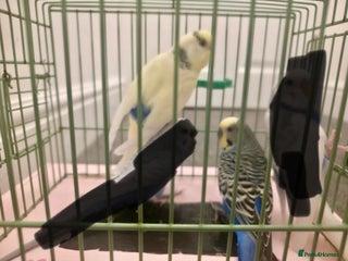 Budgerigars birds - Advert 29