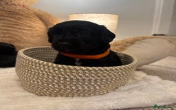 Mixed Breed dogs for sale: Cocker Sproodle Puppies ready 16/12 - Advert 11