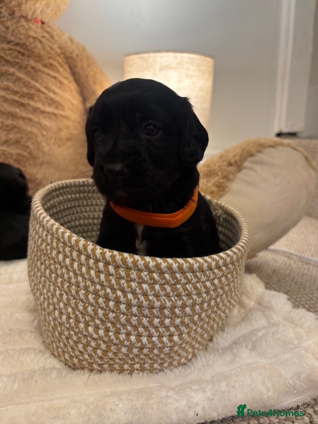 Mixed Breed dogs for sale: Cocker Sproodle Puppies ready 16/12 - Advert 11