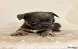 Mixed Breed dogs for sale: 3 gorgeous pups ready now - Image 14