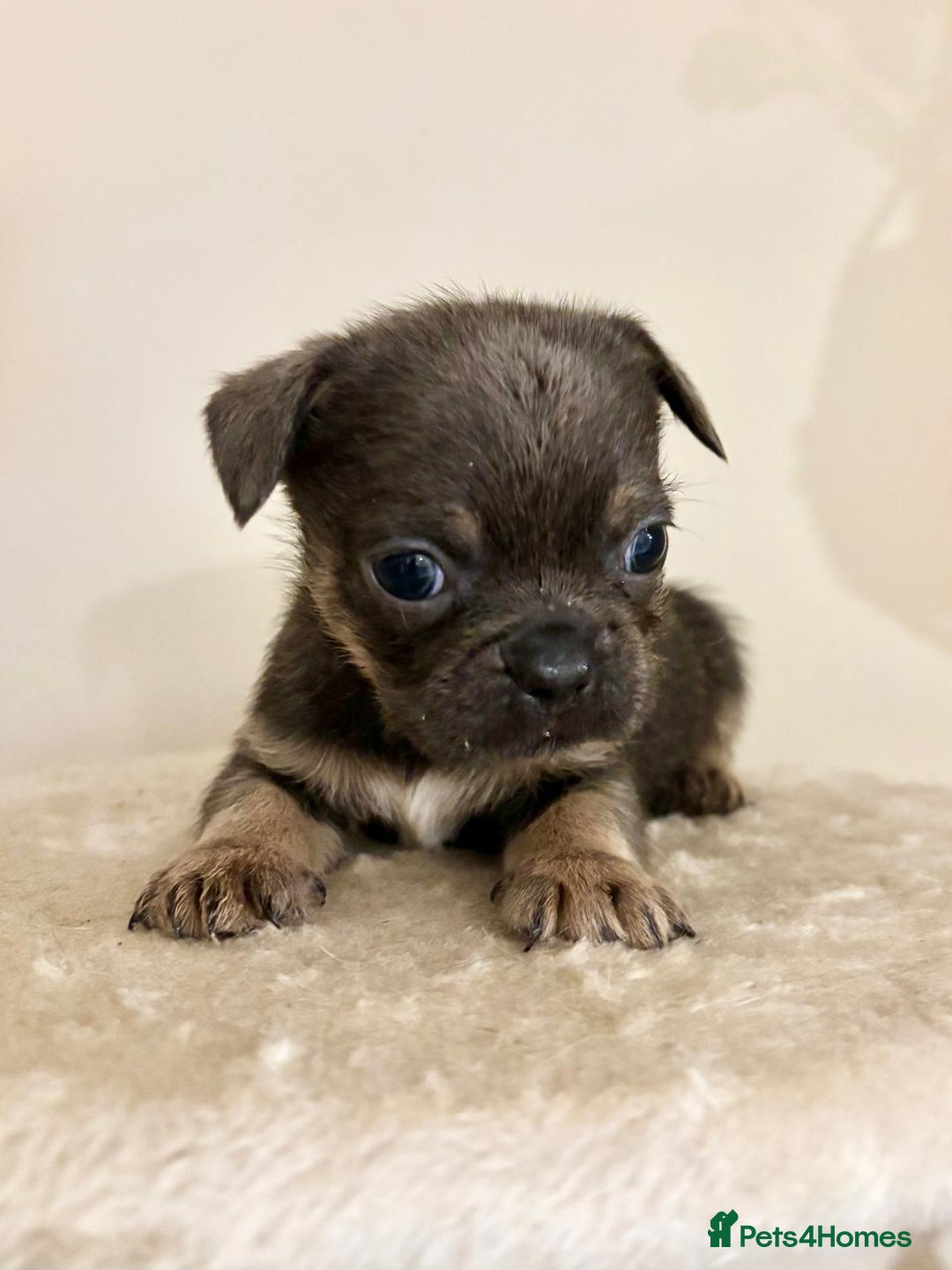 Mixed Breed dogs for sale: 3 gorgeous pups ready now - Image 14