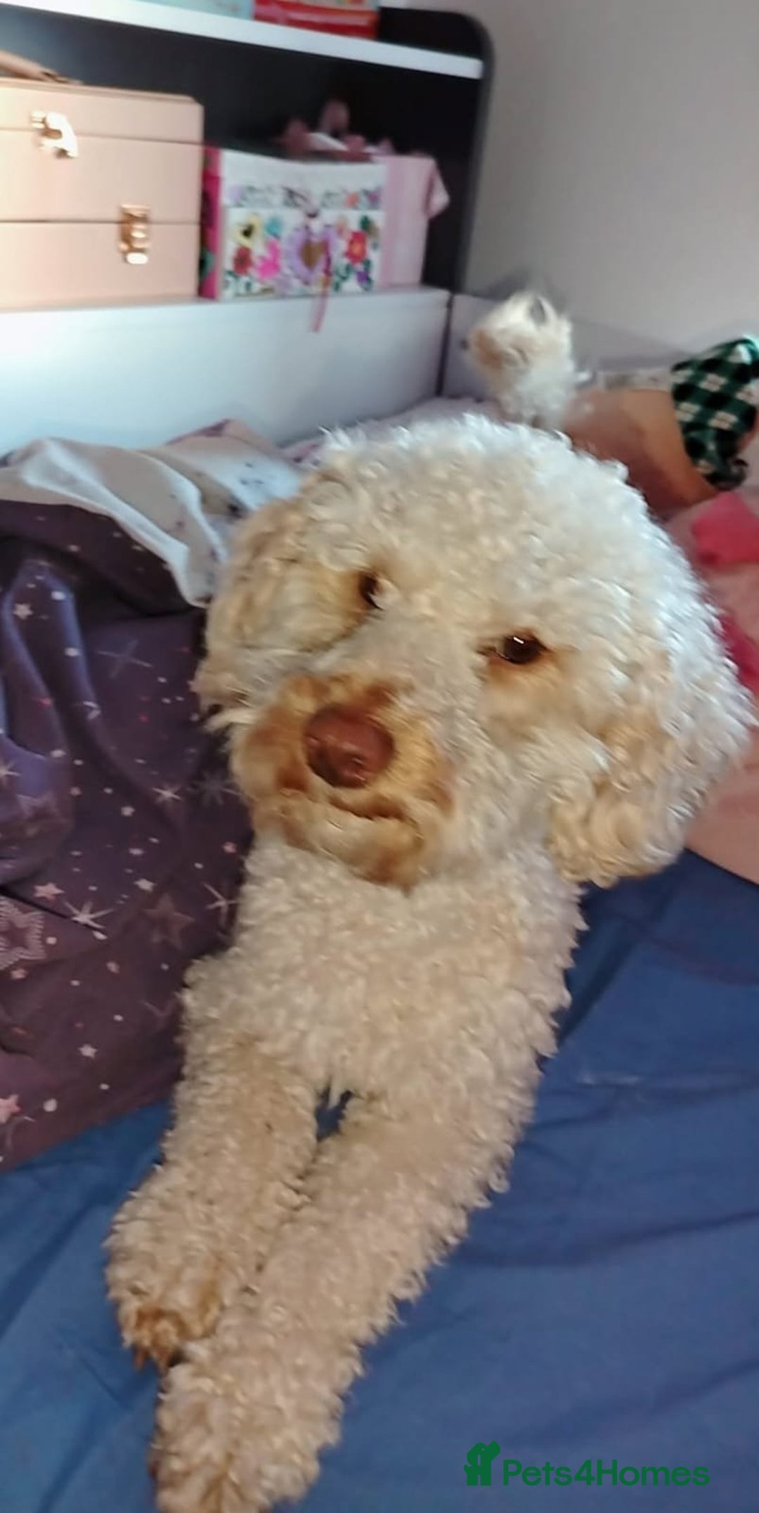 Cavapoochon dogs for sale: Elvis  - Advert 2