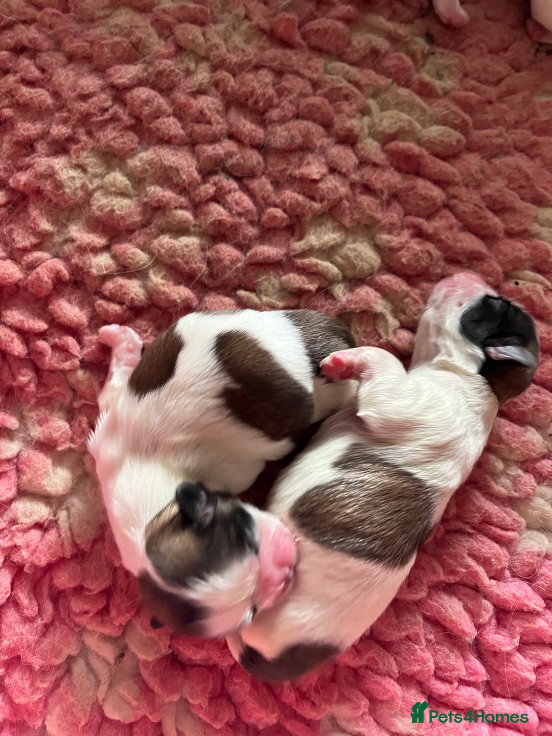 Shih Tzu dogs for sale: Shih tzu puppies  - Advert 8