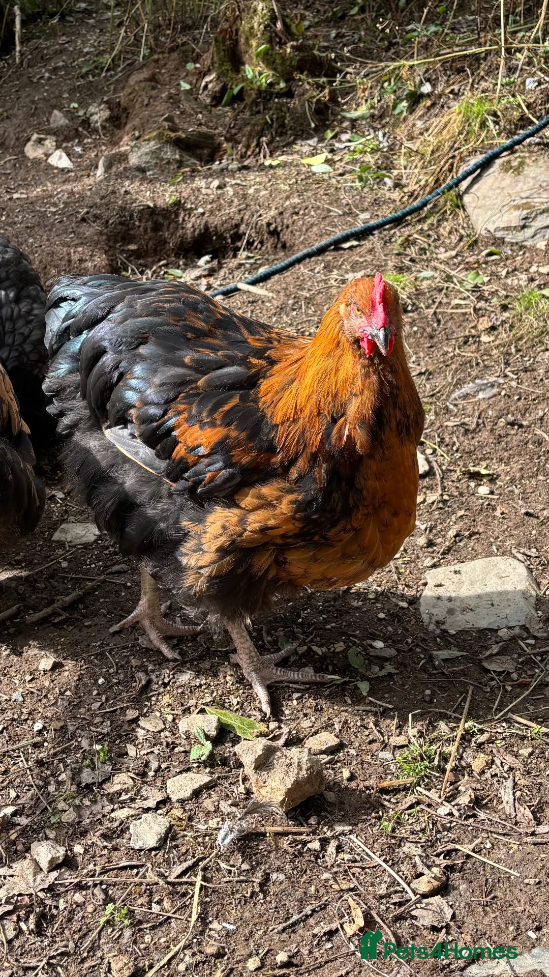 Chickens poultry for sale: Orpington Cockerels 12 weeks old  - Advert 2