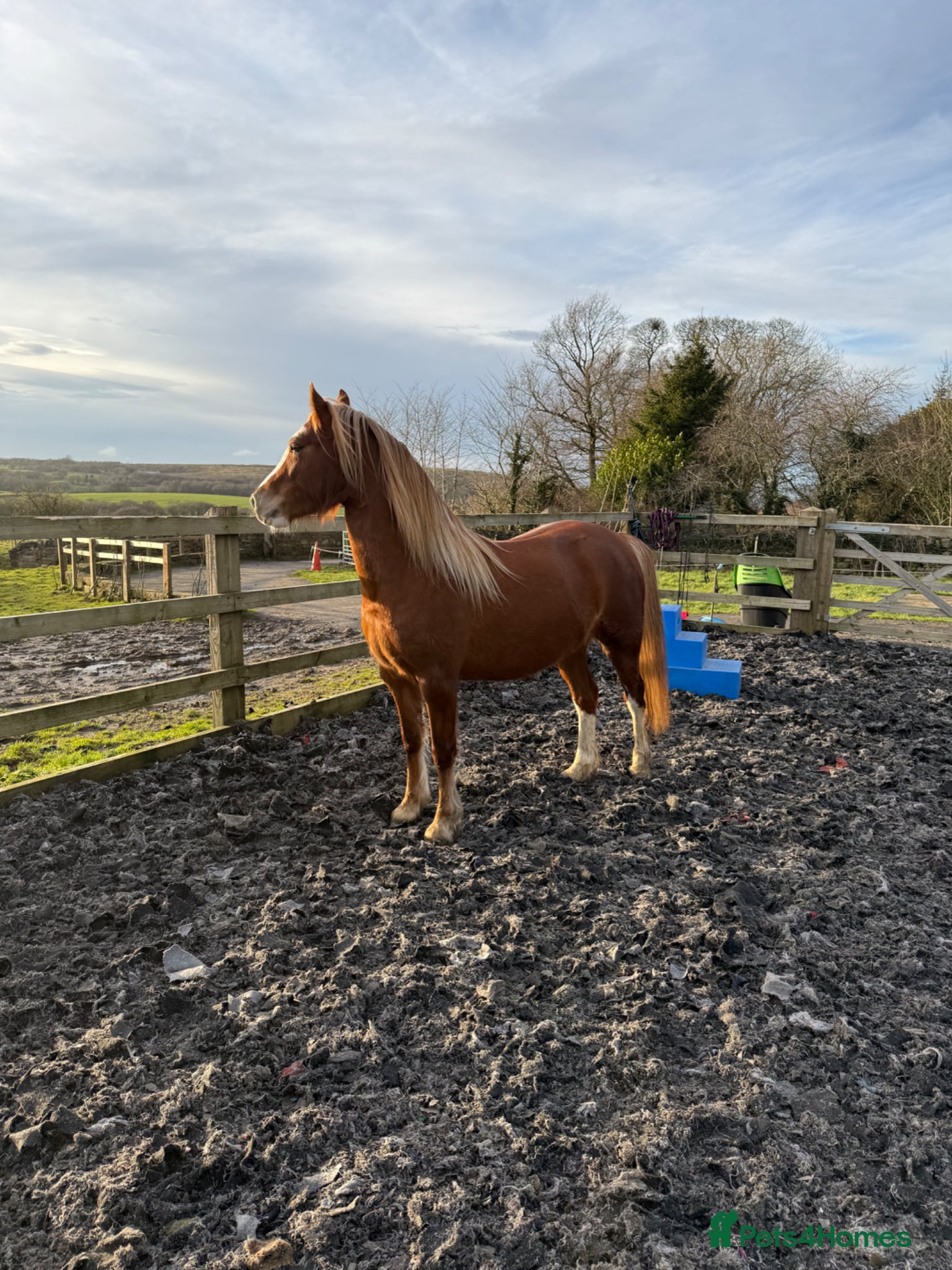 Welsh Section C horses 12.2hh | Rising 4-year-old mare - Advert 1