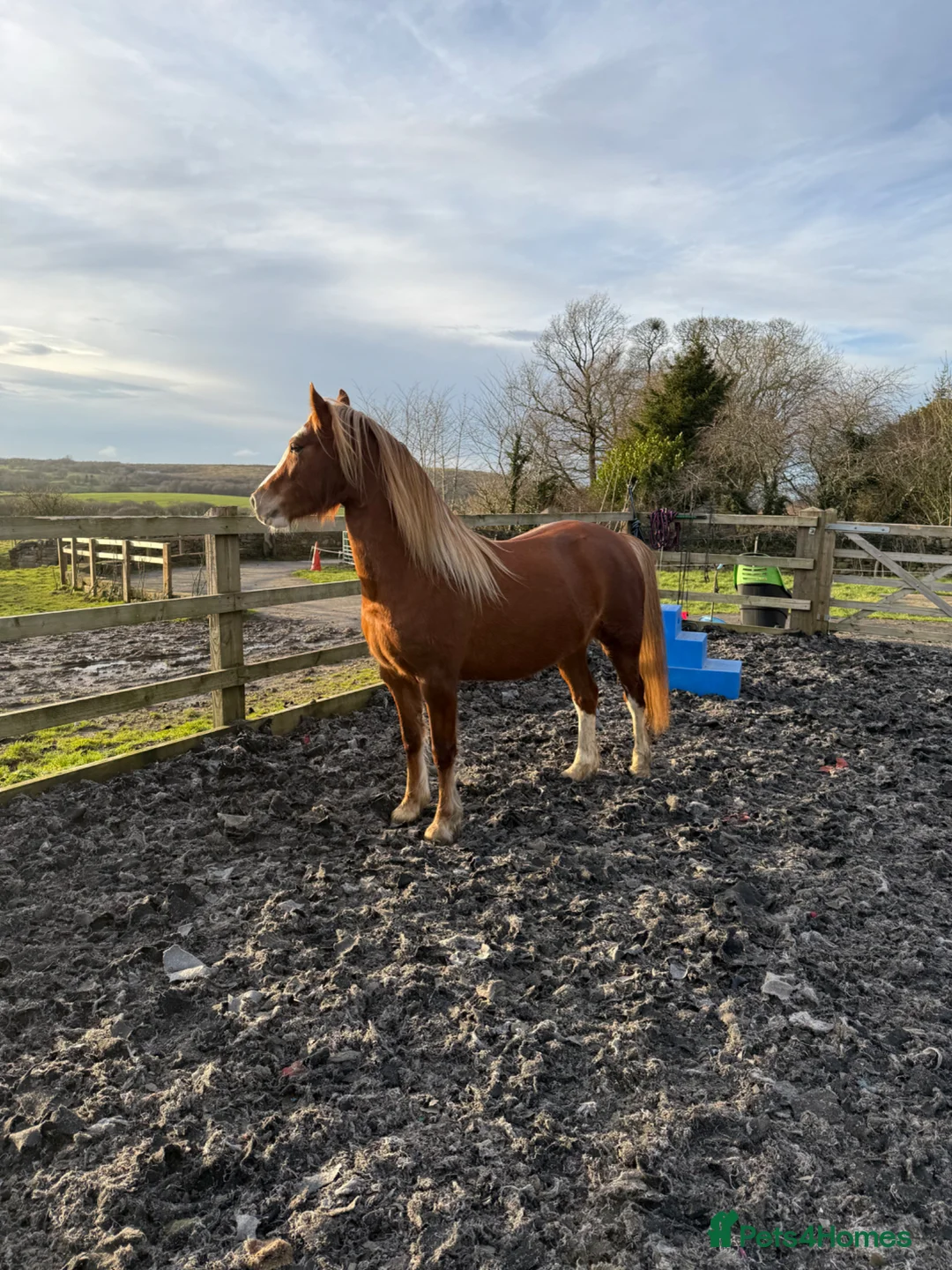 Welsh Section C horses for sale: 12.2hh | Rising 4-year-old mare - Advert 1