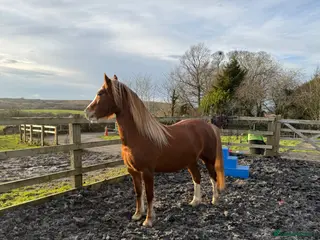 Welsh Section C horses 12.2hh | Rising 4-year-old mare - Advert 1