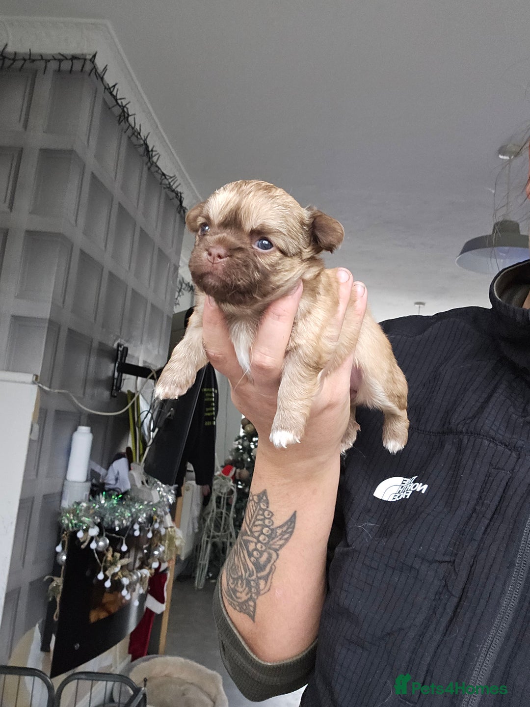 Chihuahua dogs for sale: 5x beautiful Chihuahua puppies  - Advert 6