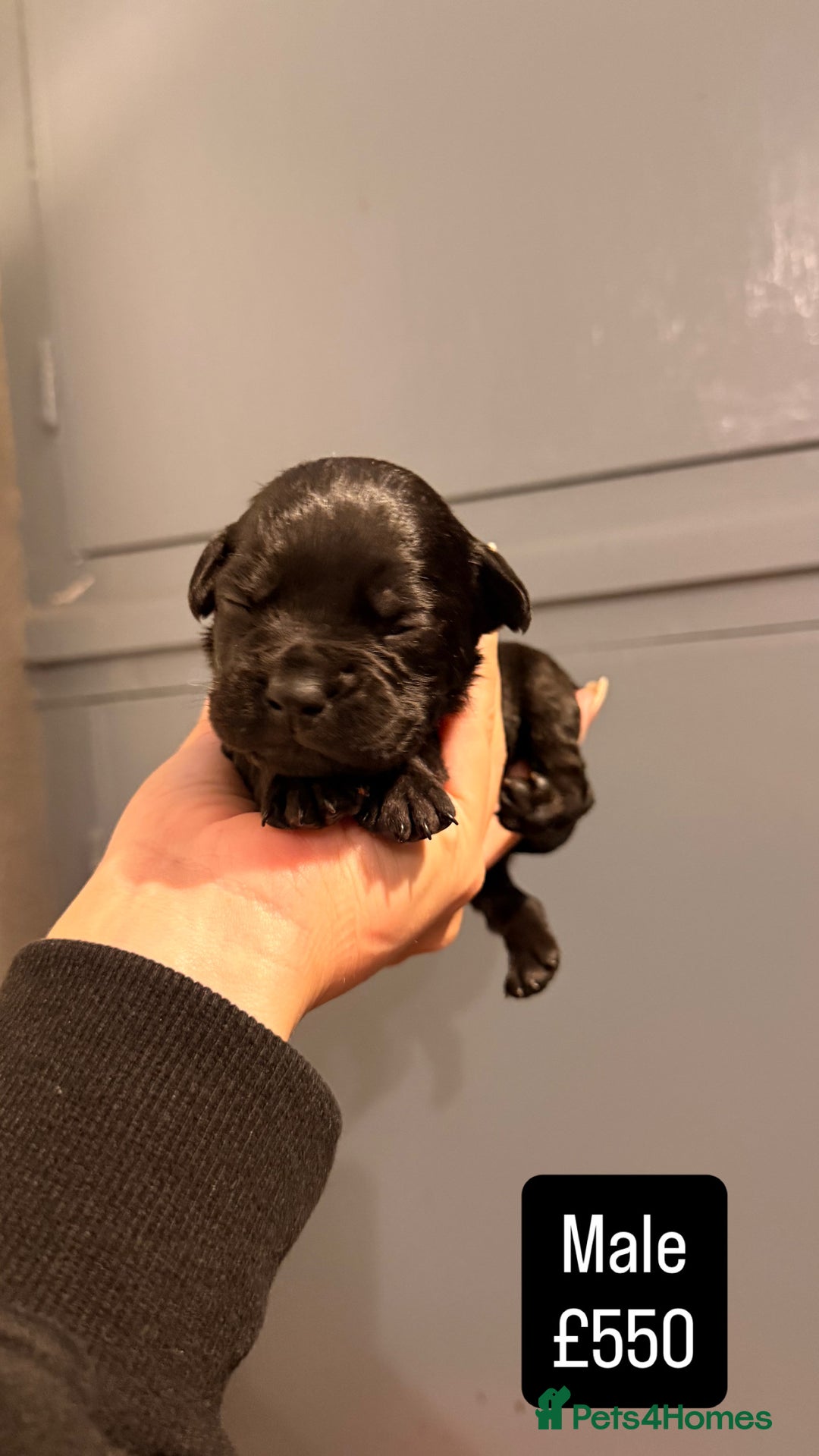 Mixed Breed dogs for sale: Beautiful Frenchie x Labrador puppies  - Advert 2