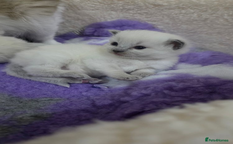 Ragdoll cats - Advert 11