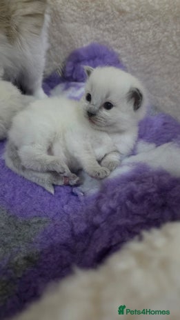 Ragdoll cats - Advert 11